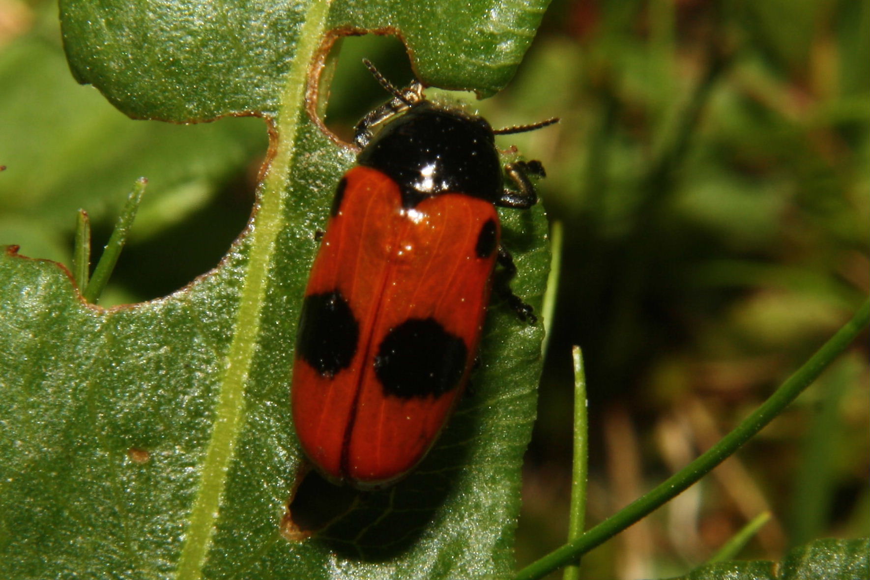 Coleoptera da determinare-2 ? - Clytra laeviuscula (cfr.)